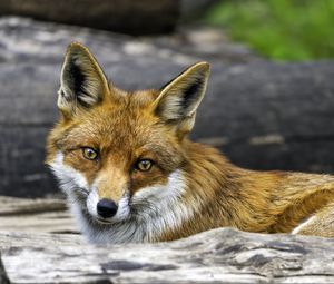 Preview wallpaper fox, glance, wildlife