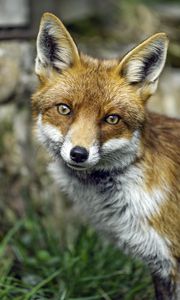 Preview wallpaper fox, glance, wildlife, grass