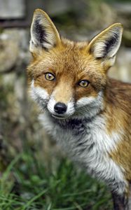 Preview wallpaper fox, glance, wildlife, grass