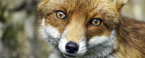 Preview wallpaper fox, glance, wildlife, grass