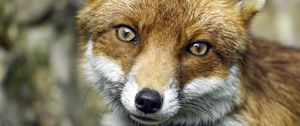 Preview wallpaper fox, glance, wildlife, grass