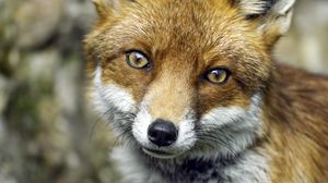 Preview wallpaper fox, glance, wildlife, grass