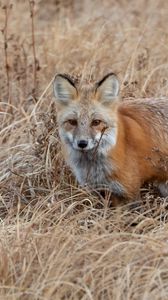 Preview wallpaper fox, grass, animal, brown, wildlife