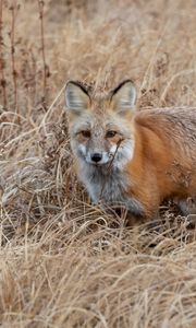 Preview wallpaper fox, grass, animal, brown, wildlife