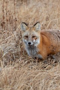 Preview wallpaper fox, grass, animal, brown, wildlife