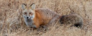 Preview wallpaper fox, grass, animal, brown, wildlife