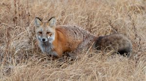 Preview wallpaper fox, grass, animal, brown, wildlife