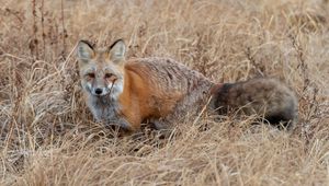 Preview wallpaper fox, grass, animal, brown, wildlife