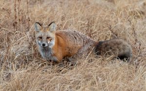 Preview wallpaper fox, grass, animal, brown, wildlife