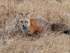 Preview wallpaper fox, grass, animal, brown, wildlife