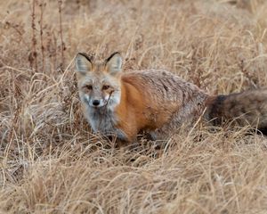 Preview wallpaper fox, grass, animal, brown, wildlife