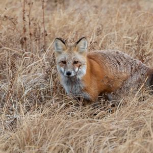 Preview wallpaper fox, grass, animal, brown, wildlife