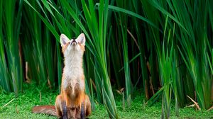 Preview wallpaper fox, grass, face, hunting, attention
