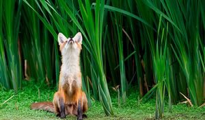 Preview wallpaper fox, grass, face, hunting, attention