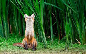 Preview wallpaper fox, grass, face, hunting, attention