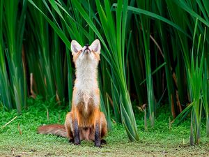 Preview wallpaper fox, grass, face, hunting, attention