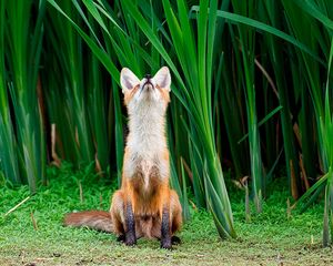 Preview wallpaper fox, grass, face, hunting, attention