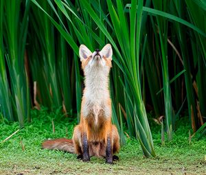 Preview wallpaper fox, grass, face, hunting, attention