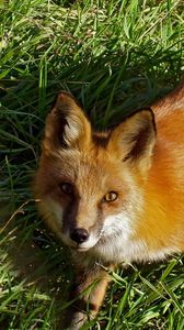 Preview wallpaper fox, grass, face, eyes, walk