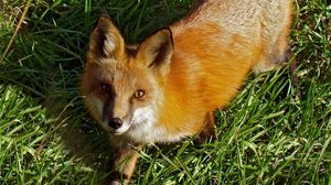 Preview wallpaper fox, grass, face, eyes, walk