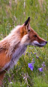 Preview wallpaper fox, grass, flowers, field