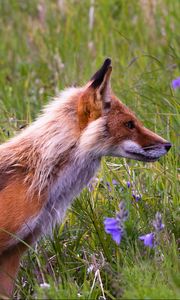 Preview wallpaper fox, grass, flowers, field