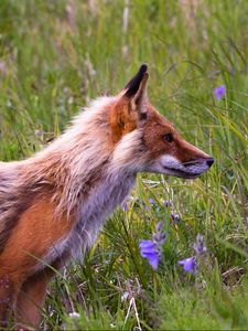 Preview wallpaper fox, grass, flowers, field