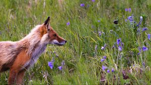Preview wallpaper fox, grass, flowers, field