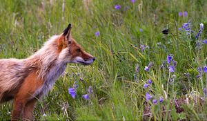 Preview wallpaper fox, grass, flowers, field