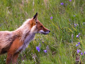 Preview wallpaper fox, grass, flowers, field