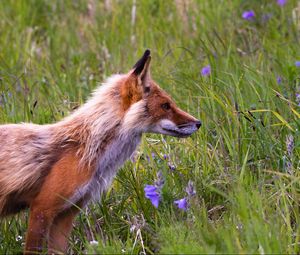 Preview wallpaper fox, grass, flowers, field