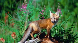 Preview wallpaper fox, grass, flowers, walk