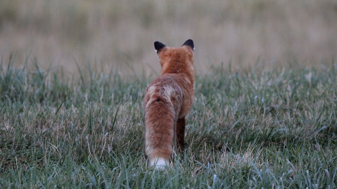 Wallpaper fox, grass, furry