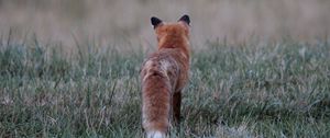 Preview wallpaper fox, grass, furry