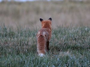 Preview wallpaper fox, grass, furry