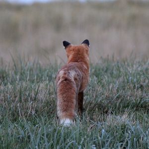 Preview wallpaper fox, grass, furry