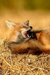 Preview wallpaper fox, grass, hay, sit