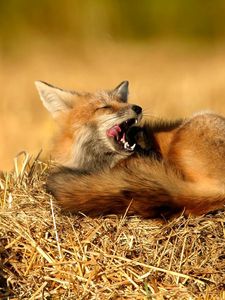 Preview wallpaper fox, grass, hay, sit