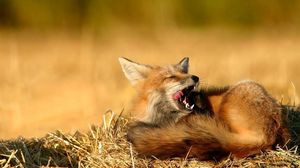 Preview wallpaper fox, grass, hay, sit