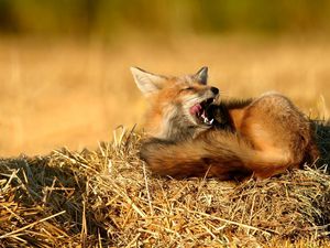 Preview wallpaper fox, grass, hay, sit