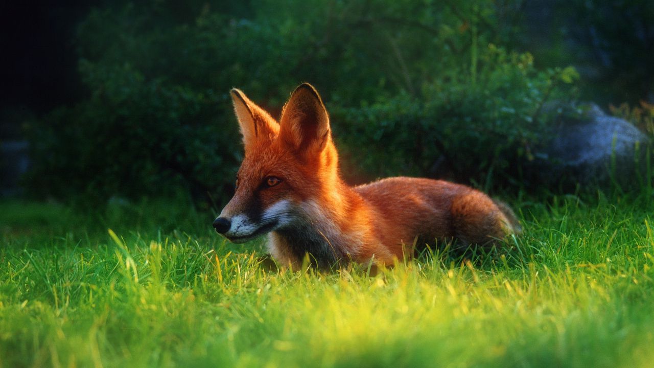 Wallpaper fox, grass, hiding, hunting, clearing