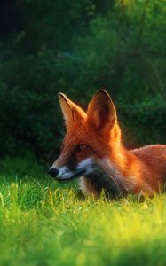 Preview wallpaper fox, grass, hiding, hunting, clearing