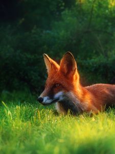 Preview wallpaper fox, grass, hiding, hunting, clearing