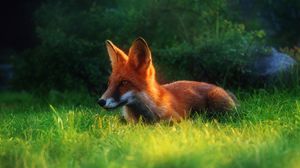 Preview wallpaper fox, grass, hiding, hunting, clearing