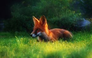 Preview wallpaper fox, grass, hiding, hunting, clearing