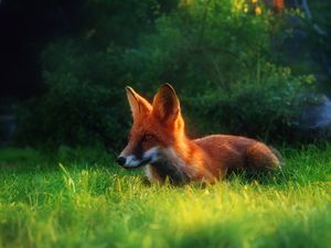 Preview wallpaper fox, grass, hiding, hunting, clearing