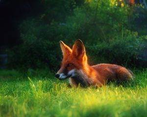 Preview wallpaper fox, grass, hiding, hunting, clearing