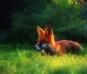 Preview wallpaper fox, grass, hiding, hunting, clearing