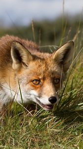 Preview wallpaper fox, grass, hunting, muzzle, eyes