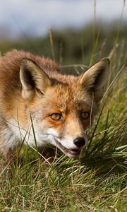 Preview wallpaper fox, grass, hunting, muzzle, eyes